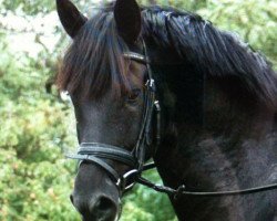 dressage horse Habilidoso de la Luz (Rhinelander, 2009, from Hosco de la Luz)