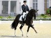 stallion Don Schufro (Oldenburg, 1993, from Donnerhall)