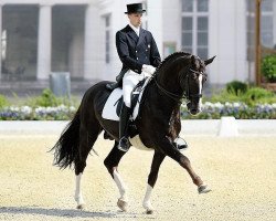 stallion Don Schufro (Oldenburg, 1993, from Donnerhall)