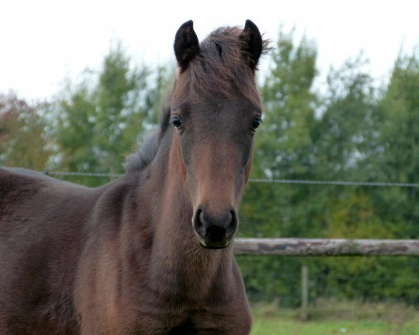 broodmare Nobelina T (German Riding Pony, 2013, from Nobel Nagano NRW)