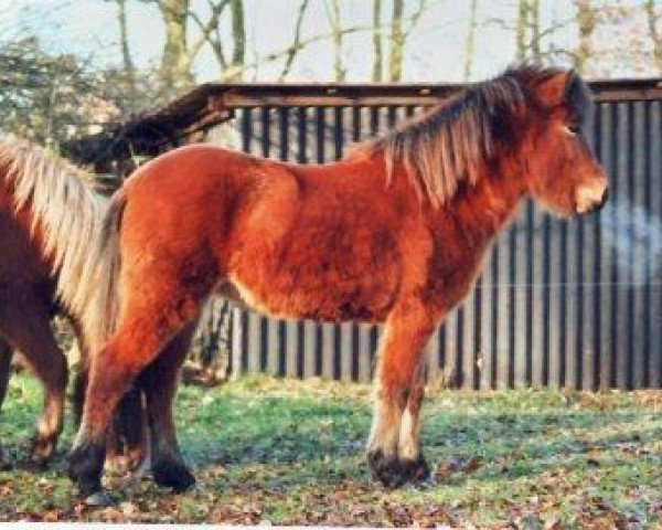 broodmare Flo vom Vossbarg (Iceland Horse, 1986, from Glaður frá Ytra-Skörðugili)