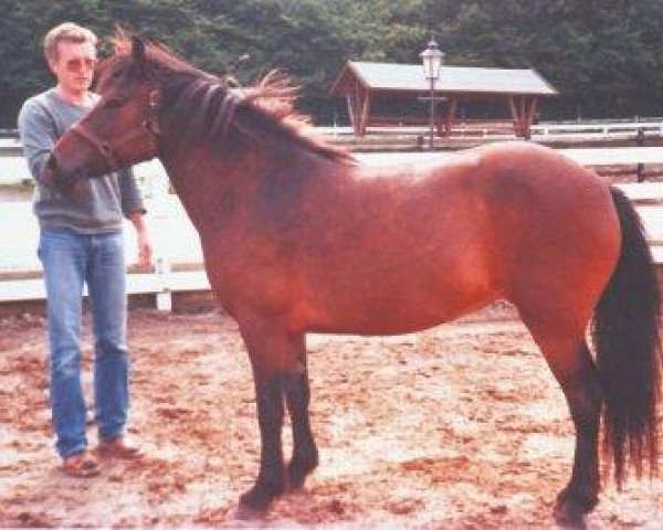 broodmare Pernille (Iceland Horse, 1978, from Skarði frá Syðra-Skörðugili)