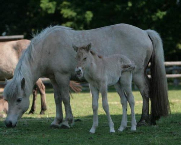 broodmare Asta vom Vossbarg (Iceland Horse, 1991, from Blöndal frá Stafholti)