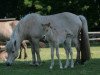 broodmare Asta vom Vossbarg (Iceland Horse, 1991, from Blöndal frá Stafholti)