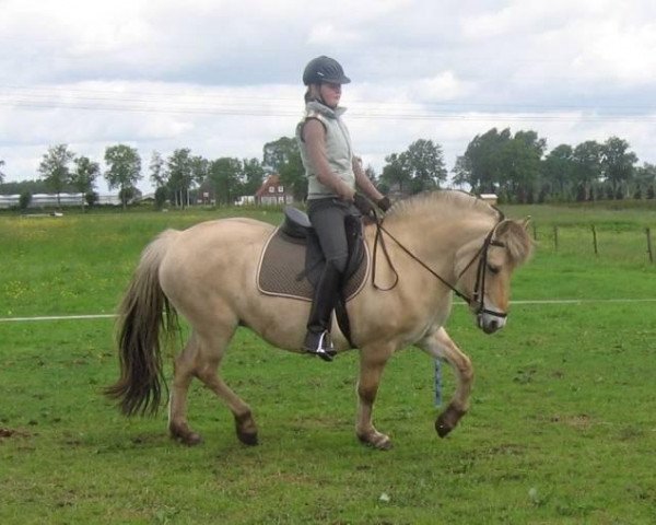 broodmare Inga (Fjord Horse, 1988, from Barstad)