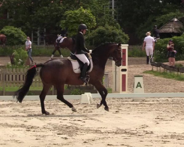 Reitturnier Schülp / Rendsburg 2021