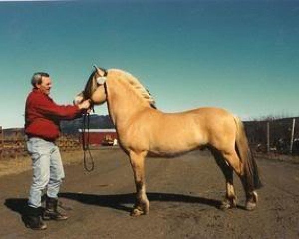stallion Ljos Ninn N.1976 (Fjord Horse, 1984, from Ljosen N.1848)