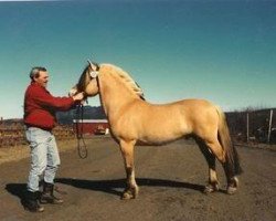 stallion Ljos Ninn N.1976 (Fjord Horse, 1984, from Ljosen N.1848)