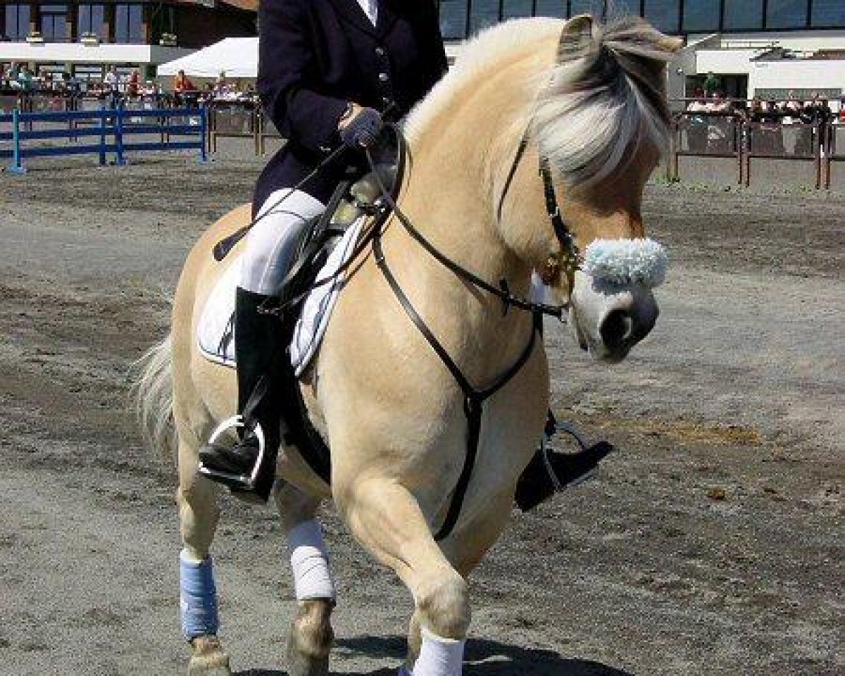 stallion Alm Jarl (Fjord Horse, 1990, from Ljos Ninn N.1976)