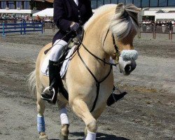 stallion Alm Jarl (Fjord Horse, 1990, from Ljos Ninn N.1976)