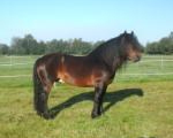 Pferd Atholl of Mendick (Highland-Pony, 2003, von Carlung Findlay)