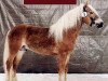 stallion Andrit II (Haflinger, 1993, from Andrit)