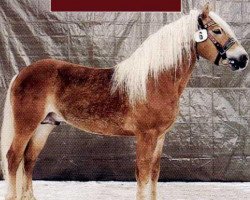 Deckhengst Andrit II (Haflinger, 1993, von Andrit)