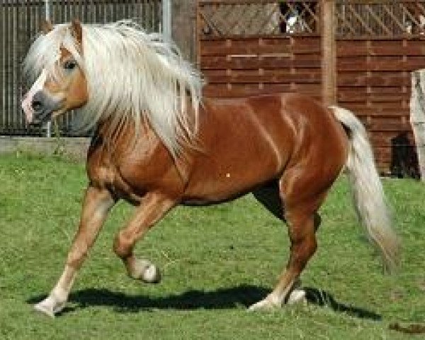stallion Arcos-C (Haflinger, 1999, from Andrit II)