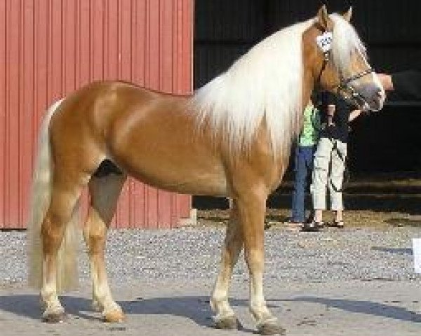 stallion Alfonso RH (Haflinger, 2000, from Aldebaran)
