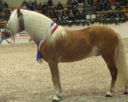 stallion Aikon (Haflinger, 2004, from Alex)