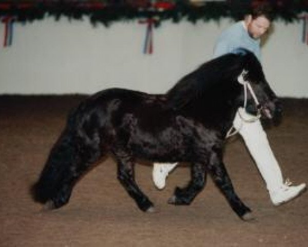 stallion Olly (Shetland Pony, 1997, from Old Shatterhand)
