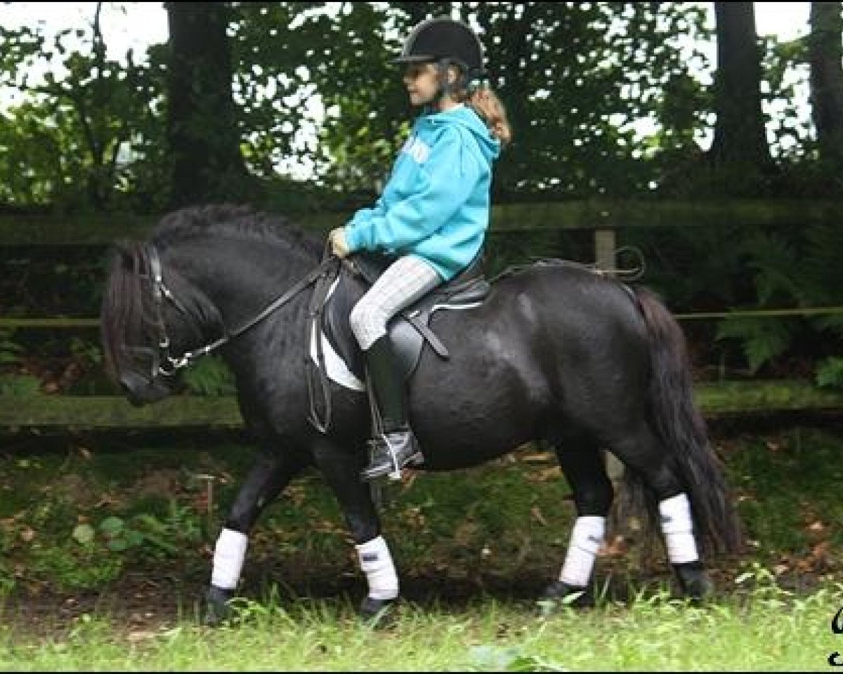 Deckhengst Schalenburgs Merlin (Shetland Pony, 2003, von Mart v.Graafland)