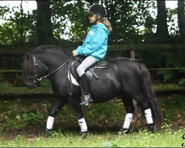 stallion Schalenburgs Merlin (Shetland Pony, 2003, from Mart v.Graafland)