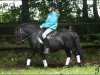 stallion Schalenburgs Merlin (Shetland Pony, 2003, from Mart v.Graafland)