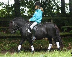 stallion Schalenburgs Merlin (Shetland Pony, 2003, from Mart v.Graafland)