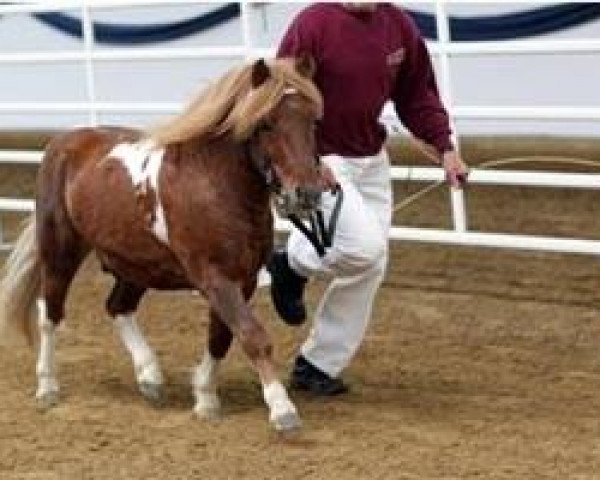 Deckhengst Benston Fergus (Shetland Pony, 2000, von Tuskar of Quendale)