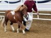 Deckhengst Benston Fergus (Shetland Pony, 2000, von Tuskar of Quendale)