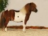 stallion Bandley of Baltic Sea (Shetland Pony, 2001, from Balko)