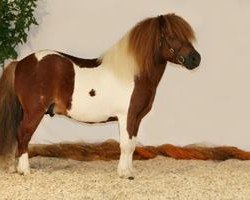 stallion Bandley of Baltic Sea (Shetland Pony, 2001, from Balko)