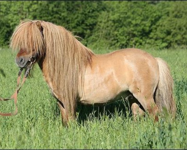 stallion Xander v.d. Bekke (Shetland pony (under 87 cm), 2006, from Narco oet Twente)