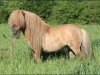 stallion Xander v.d. Bekke (Shetland pony (under 87 cm), 2006, from Narco oet Twente)