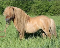 Deckhengst Xander v.d. Bekke (Shetland Pony (unter 87 cm), 2006, von Narco oet Twente)