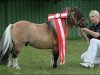 stallion Schalenburgs Twister (Shetland pony (under 87 cm), 1999, from Tomcat)