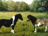 Zuchtstute Fleurette (Shetland Pony, 1931, von Fairy Light)