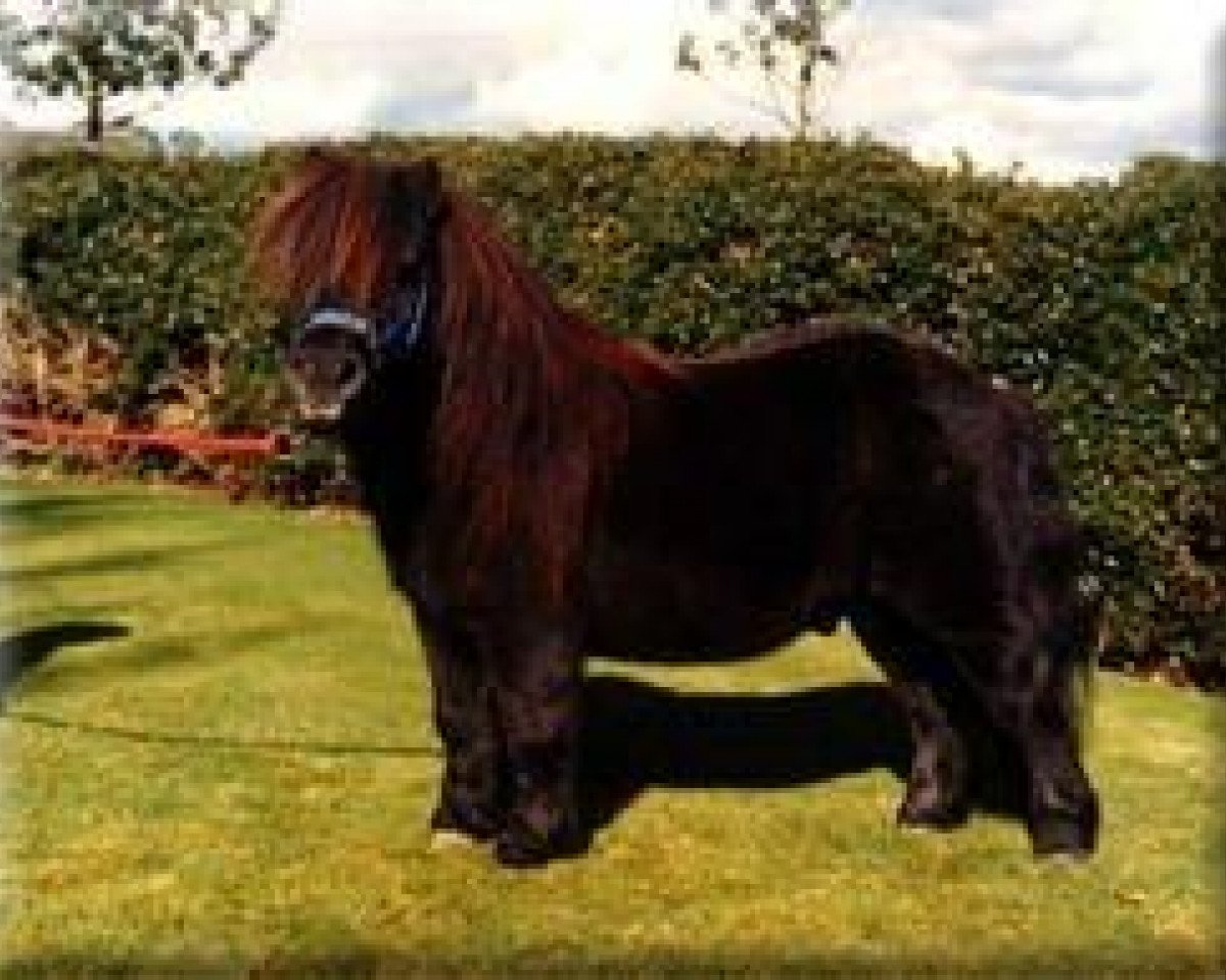 stallion Ron of North Wells (Shetland pony (under 87 cm), 1963, from Firkin of Luckdon)