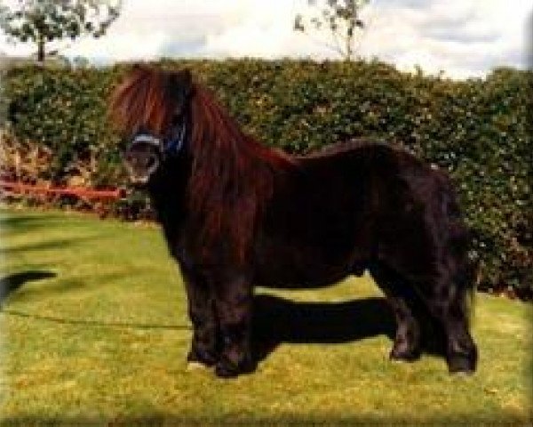stallion Ron of North Wells (Shetland pony (under 87 cm), 1963, from Firkin of Luckdon)