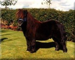 Deckhengst Ron of North Wells (Shetland Pony (unter 87 cm), 1963, von Firkin of Luckdon)