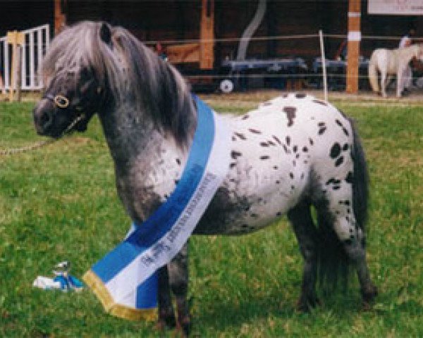 stallion Bayerns Champ (unknown, 1997, from Kerswell Cassanova)