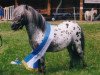 stallion Bayerns Champ (unknown, 1997, from Kerswell Cassanova)