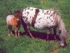 Zuchtstute Zwackerl (Dt.Part-bred Shetland Pony, 1982, von Mylord von Bairawies)
