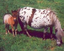 Zuchtstute Zwackerl (Dt.Part-bred Shetland Pony, 1982, von Mylord von Bairawies)