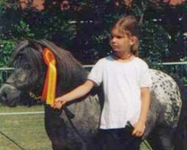 Zuchtstute Bayern's Zwiebel (Dt.Part-bred Shetland Pony, 1990, von Ghandi)