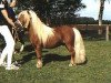 stallion Balduin (Shetland pony (under 87 cm), 1987, from Claret)