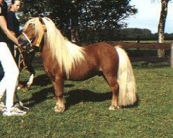 stallion Balduin (Shetland pony (under 87 cm), 1987, from Claret)