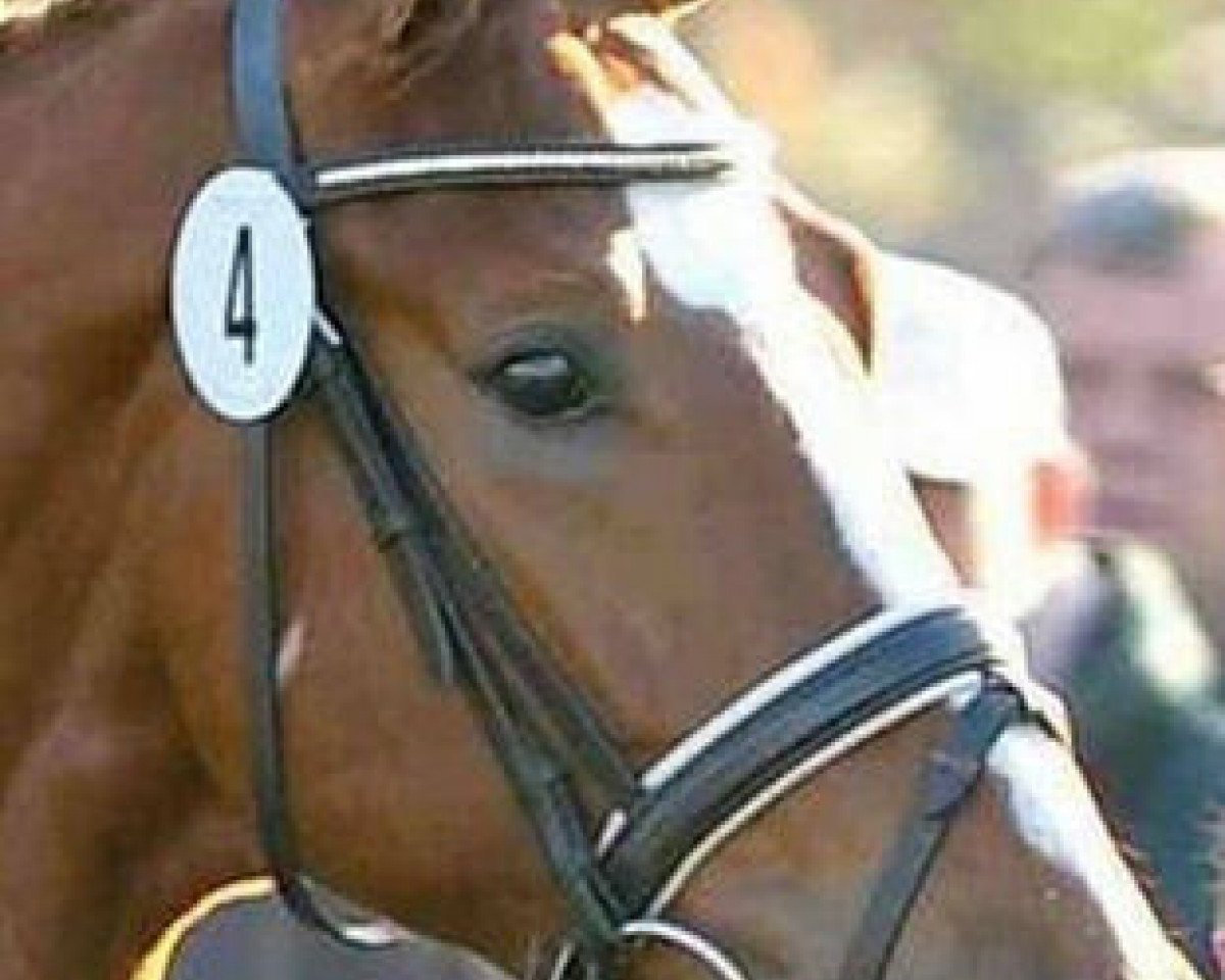 stallion Bequia (Hanoverian, 2006, from Belissimo NRW)
