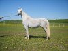 broodmare Normal 1992 ox (Arabian thoroughbred, 1992, from Mukomol 1979 ox)