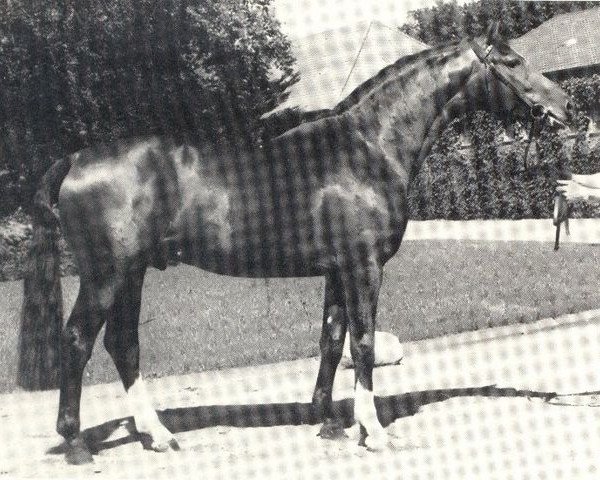 stallion Falconet (Westphalian, 1982, from Frühlingstraum II)