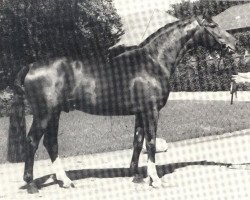 Deckhengst Falconet (Westfale, 1982, von Frühlingstraum II)