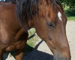 broodmare Irsha G (KWPN (Royal Dutch Sporthorse), 1990, from Notaris)