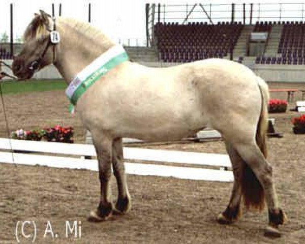 Zuchtstute Tassia (Fjordpferd, 1999, von Taro)